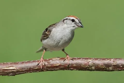 Sparrow on a branch singing Stock Photos
