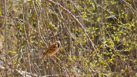 Sparrow on a branch in a spring forest. 스톡 동영상 333906692