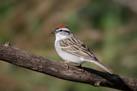 Sparrow on a branch in spring Stock Photos
