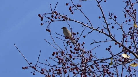A sparrow on a branch of a wild apple tree Stock Footage 252438459