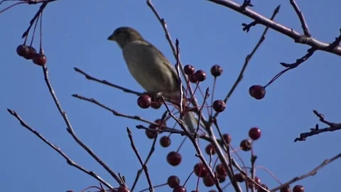 A sparrow on a branch of a wild apple tree Stock Footage 252438661