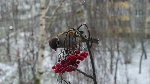 Sparrow on a branch in winter in snowfall. 動画素材 165656059