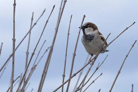 Sparrow on the branches, Bird on a tree Stock Photos