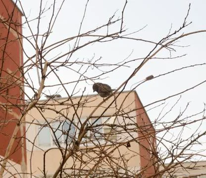Sparrow in branches Stock Photos