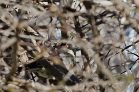 Sparrow on branches Stock Photos