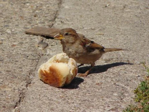 Sparrow with the bread Foto stock