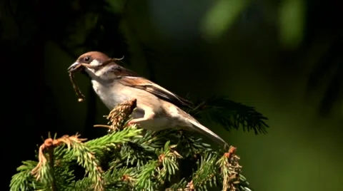 Sparrow building nest Vídeos de archivo 51388378