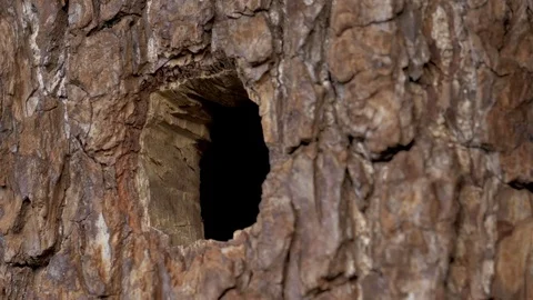 The sparrow builds the nest Video stock 77559785