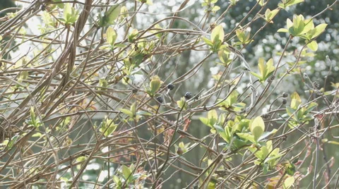 Sparrow in a bush Vídeo Stock 1805783