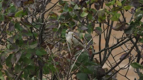 Sparrow in the Bush Video stock 75387773