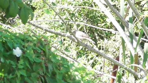 Sparrow in a bush Stock Footage 344300377