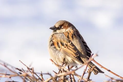 Sparrow in the Bush Stock Photos