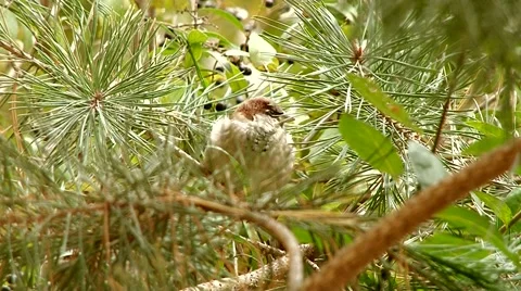 Sparrow in the bushes Stock Footage 69055860