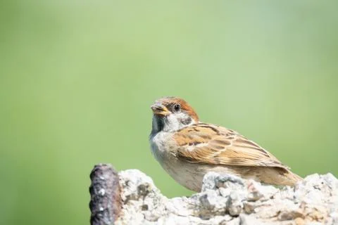 Sparrow in the bushes Stock Photos