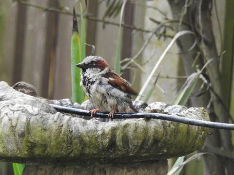 Sparrow on a cable Stock Photos