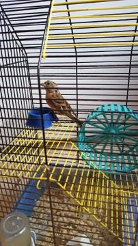Sparrow in a cage Stock Photos