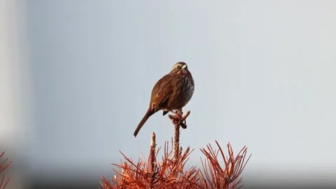Sparrow calling from the top of a tree Stock Footage 289881004