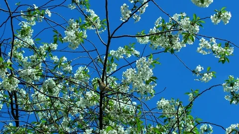 Sparrow on the Cherry Tree Stock Footage 89914746