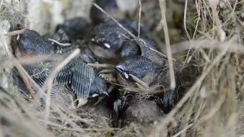 Sparrow chick Video stock 183477823