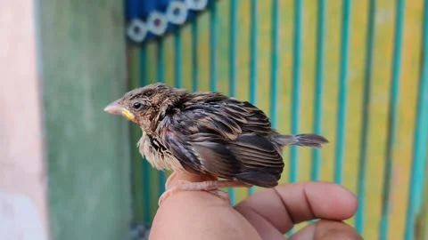 Sparrow chick 库存影片 276142487