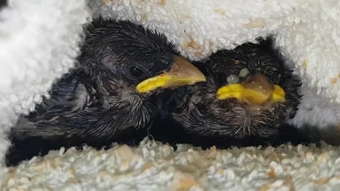 Sparrow Chicks Fallen from the Nest Stock Footage 300759348