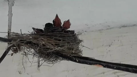 Sparrow chicks Stock Footage 133390165