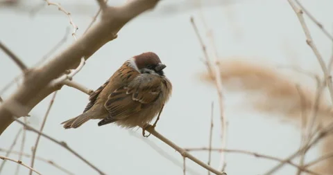 Sparrow chilling on a branch Video stock 230942170