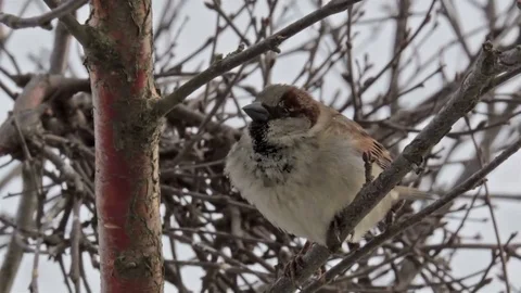 Sparrow chirp on tree at snowstorm Video stock 76011870