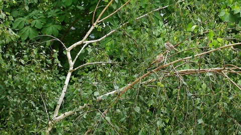 The sparrow chirps. 스톡 동영상 116659149