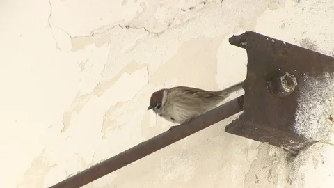 Sparrow chirps 库存影片 127131451