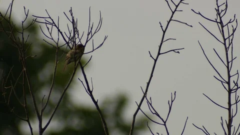 Sparrow cleaning it body on the tree shoot Stock Footage 76080632