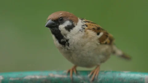 Sparrow, Close Up Stock Footage 89734099