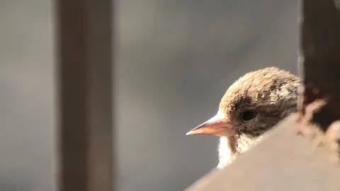 Sparrow Close Up 動画素材 149443056