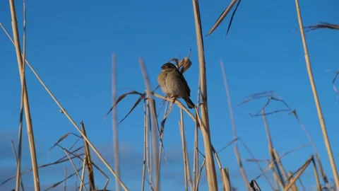 Sparrow close-up. Stock Footage 212089134