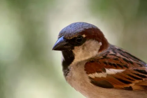 Sparrow close-up head side view Foto stock