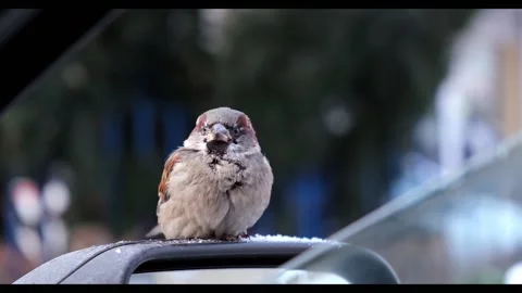 Sparrow close up. Sits on the car mirror. Stock Footage 146972214