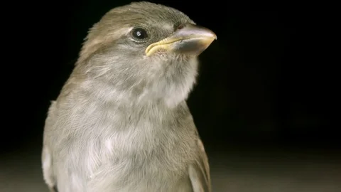 Sparrow Closeup Profile Stock Footage 77256157