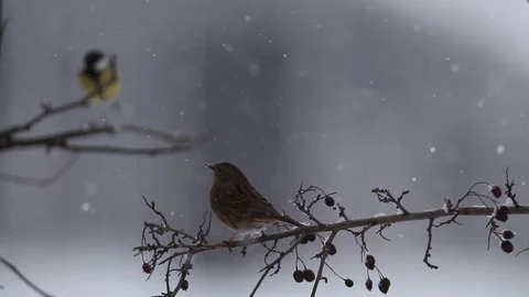 A Sparrow in cold winter day in Abruzzo (Italy) 스톡 동영상 126337222