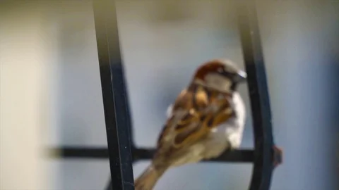 Sparrow commit suicide - House sparrow bird looking around and jump-suicide Video stock 129777852