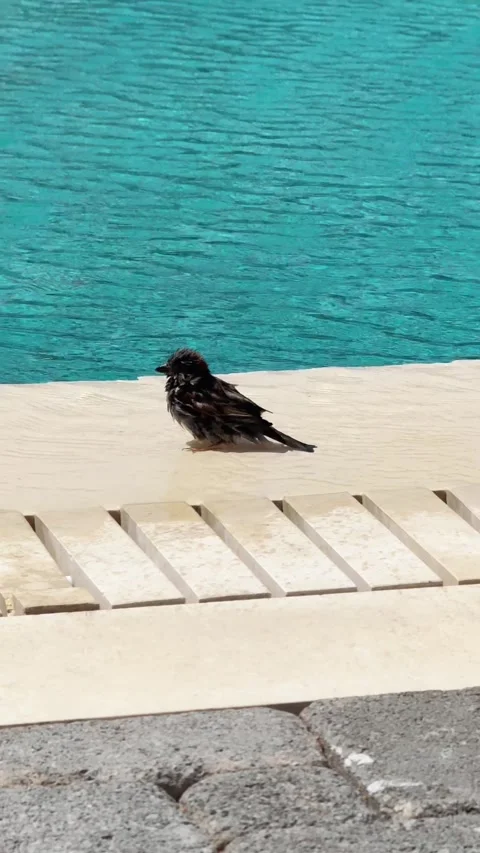 A sparrow cooling off in the small waves of water in the pool Stock Footage 304329027