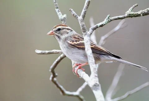 Sparrow in dead tree Stock Photos