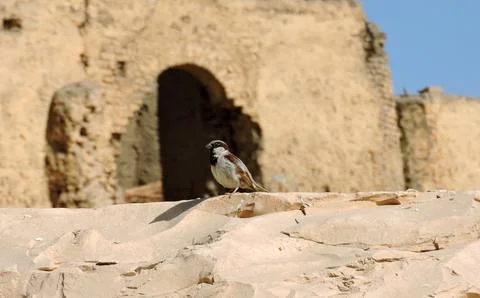 A sparrow in the desert of Egypt Stock Photos