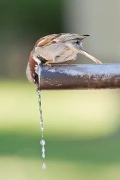 Sparrow drinking water. Stock Photos