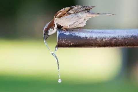 Sparrow drinking water. Stock Photos