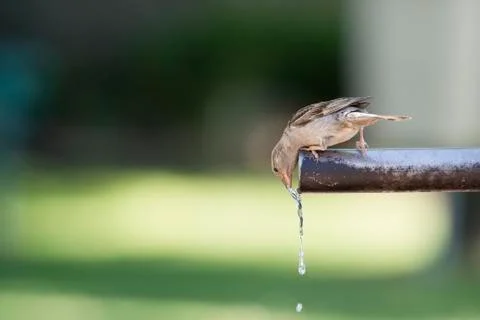 Sparrow drinking water. Stock Photos