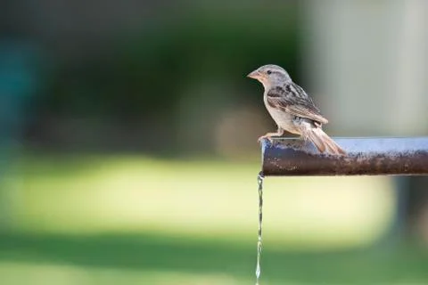 Sparrow drinking water. Stock Photos
