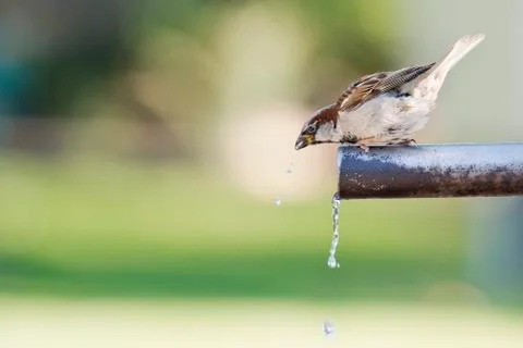 Sparrow drinking water. Stock Photos