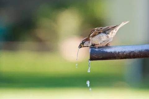 Sparrow drinking water. Stock Photos