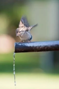 Sparrow drinking water. Stock Photos