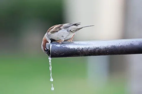 Sparrow drinking water. Stock Photos